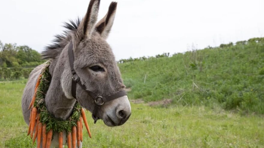 A donkey wearing a garland of carrots stands on a grassy bank. 