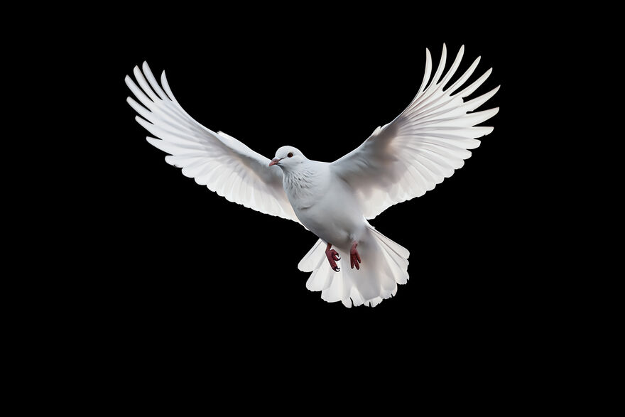 White dove in flight on a black background